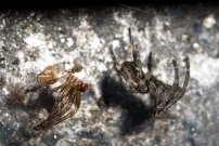 L'peire des fissures. Un mle venant de muer (Araneae - Araneidae - Nuctenea umbratica)